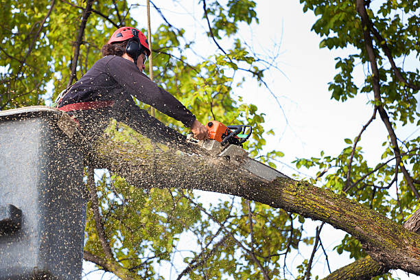 Lawn Pest Prevention in Camp Hill, PA